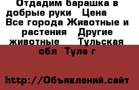 Отдадим барашка в добрые руки › Цена ­ 1 - Все города Животные и растения » Другие животные   . Тульская обл.,Тула г.